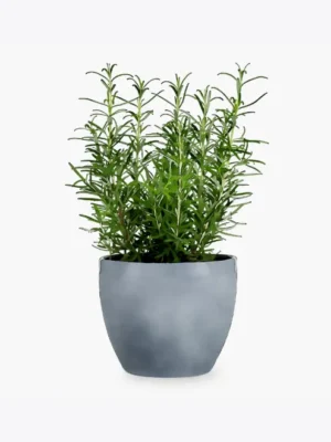 product image 5 optimized