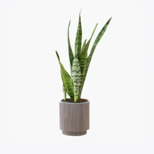 product image 6 optimized