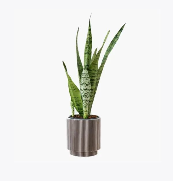 product image 6 optimized product image 6 optimized